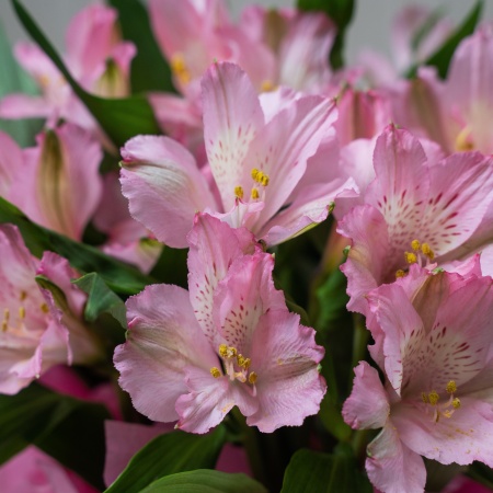 Розовая мини шляпка с альстромериями 143